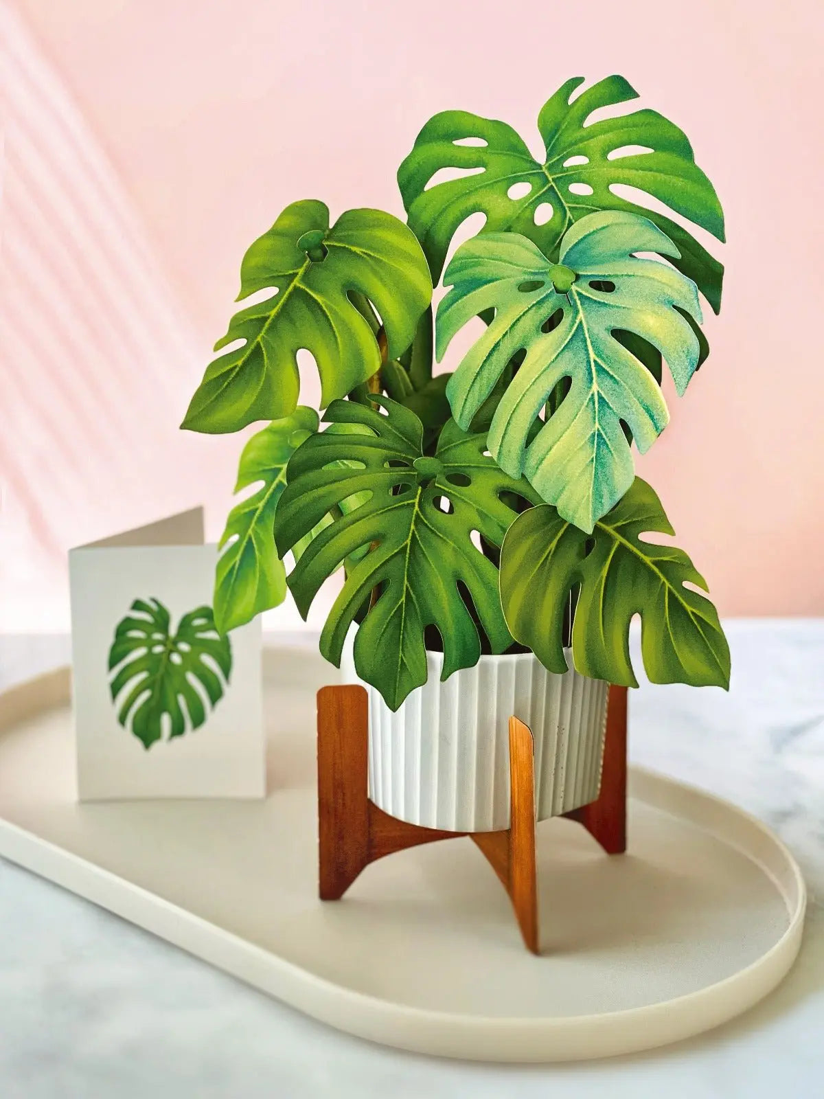monstera deliciosa ruffles Monstera Plant Pop-Up Card