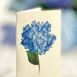 Nantucket Hydrangeas