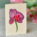 Orchid Oasis