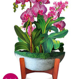 Orchid Oasis