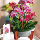 Orchid Oasis