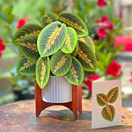 Prayer Plant - FreshCut Paper