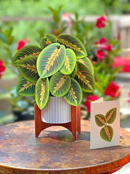 prayer plant bloom Prayer Plant Pop-Up Bouquet