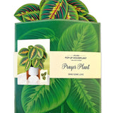 Prayer Plant - FreshCut Paper