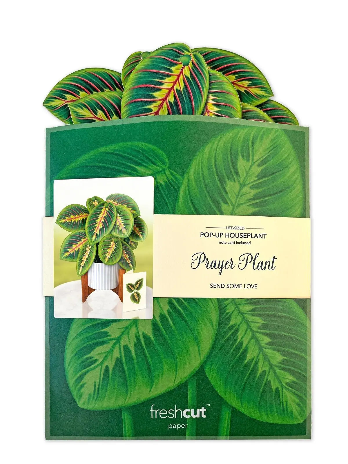 send prayer plant as gift Prayer Plant Pop-Up Bouquet