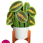 Prayer Plant - FreshCut Paper