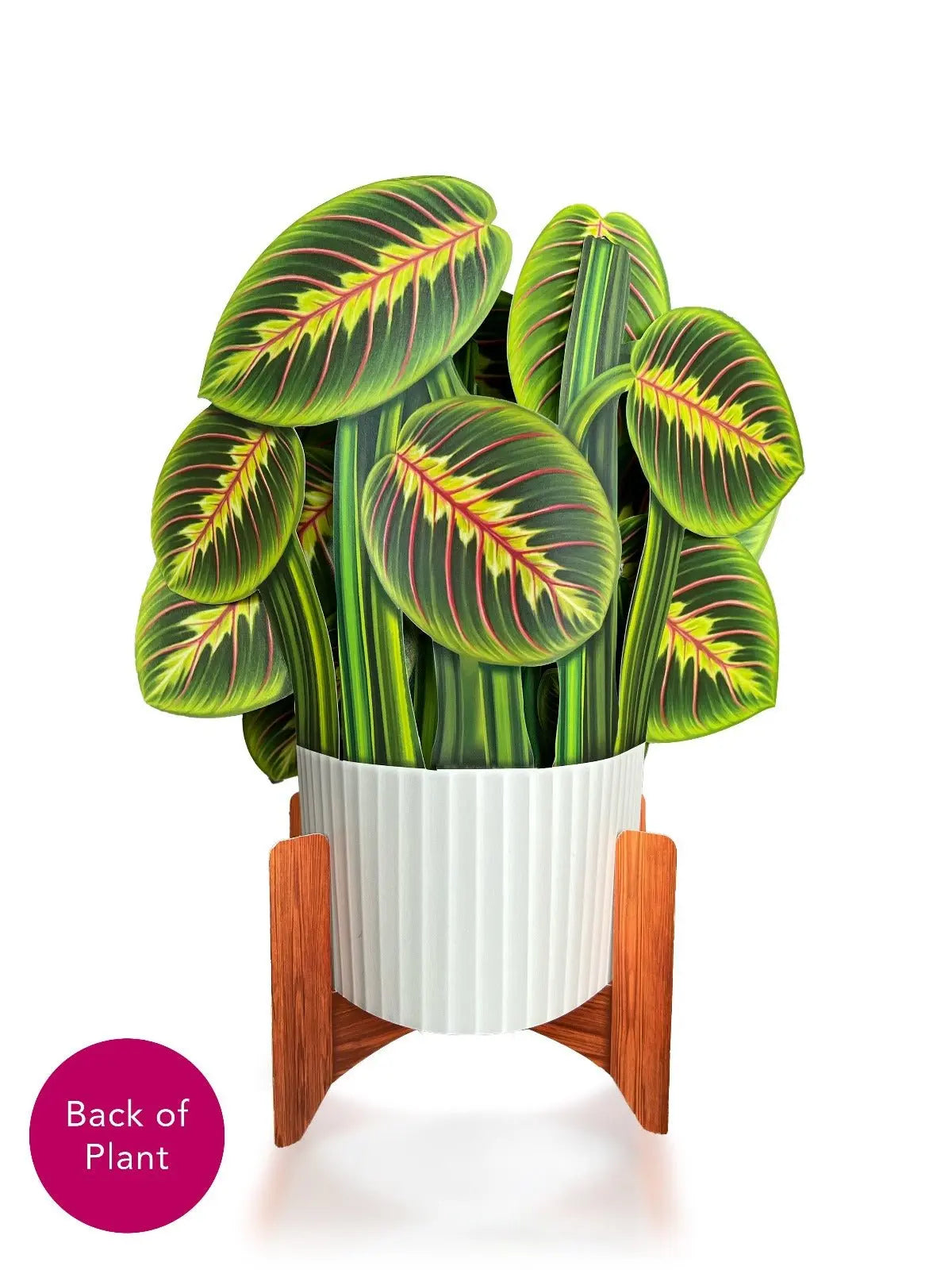 bloomscape prayer plant Prayer Plant Pop-Up Bouquet