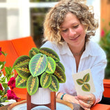 Prayer Plant - FreshCut Paper