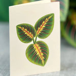 Prayer Plant - FreshCut Paper