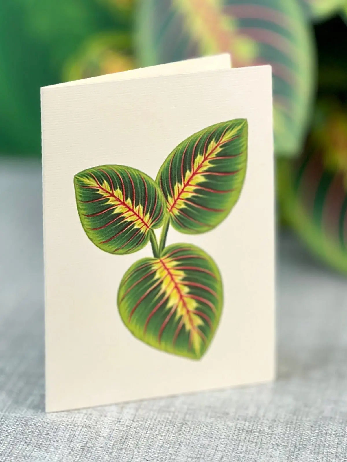 send prayer plant as gift Prayer Plant Pop-Up Bouquet