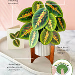 Prayer Plant - FreshCut Paper