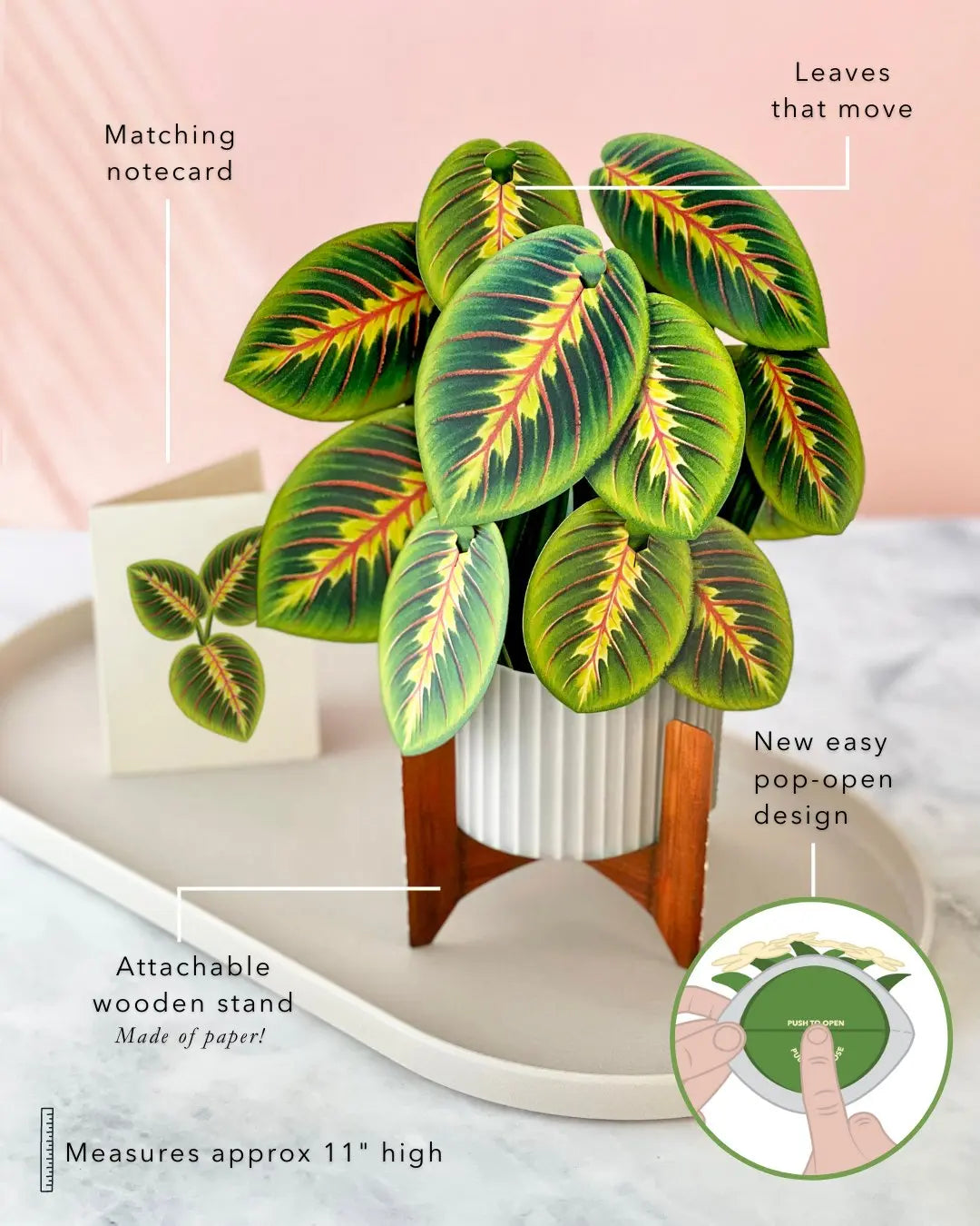 prayer plant purchase Prayer Plant Pop-Up Bouquet