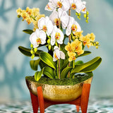 Serenity Orchid