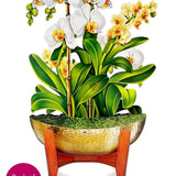 Serenity Orchid