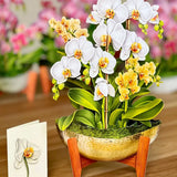 Serenity Orchid