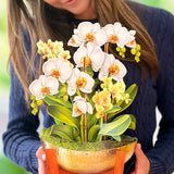 Serenity Orchid