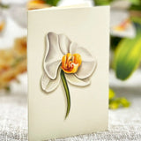Serenity Orchid