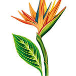 Tropical Bloom Card - FreshCut Paper