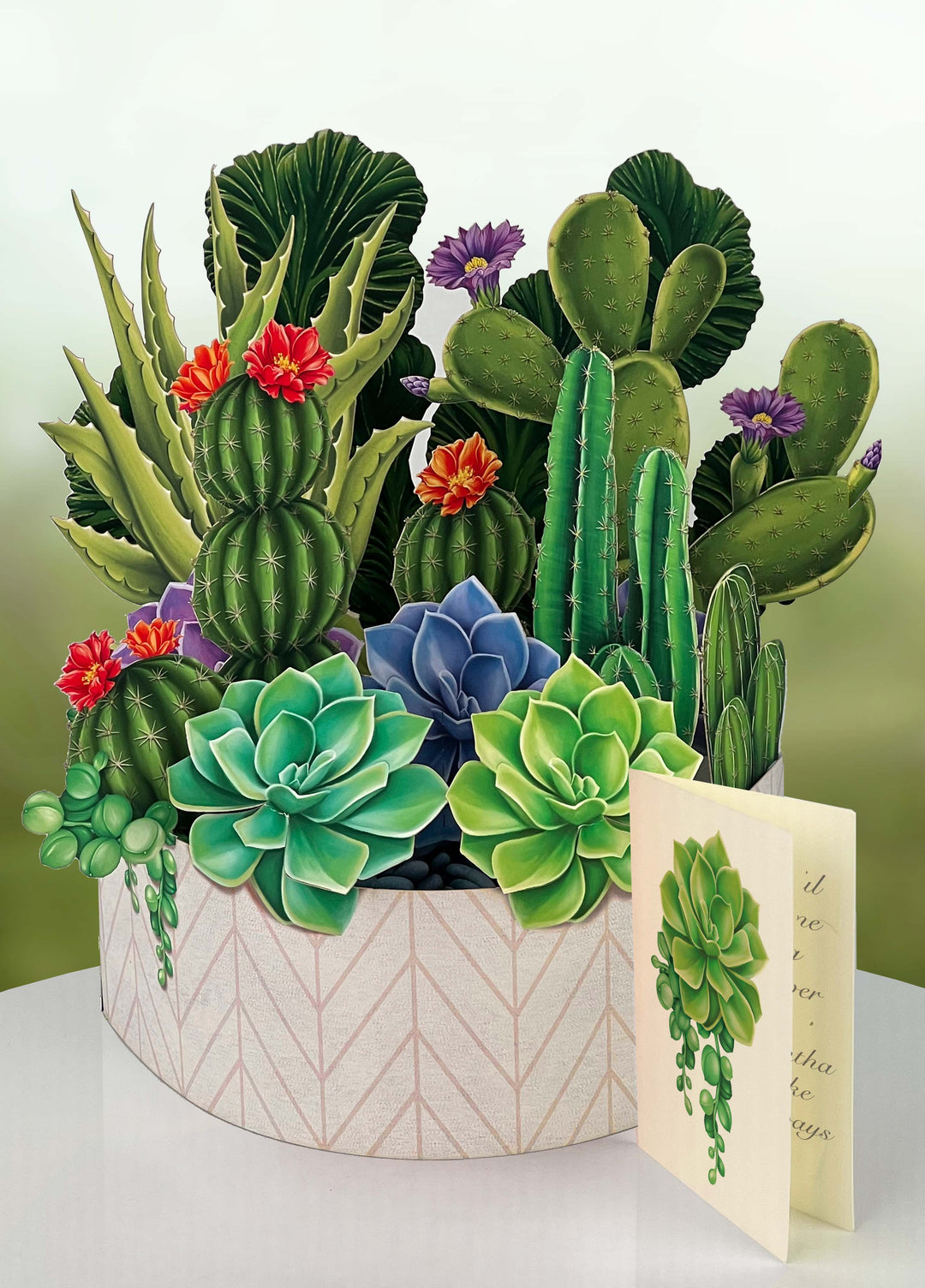 FreshCut Paper "Cactus Garden" measure 12'' tall by 9" wide. Our stunning life sized, 3D pop up flowers include paper vase, matching note card and festive mailing envelope.